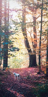 艾特思巖板系列?淡墨余香 | 在溫情浪漫中勾勒舒適氛圍(圖5) 圖片