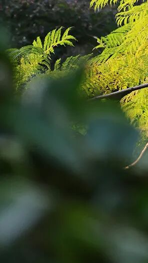 強輝新品木紋系列 | 用自然“森”呼吸，演繹生活的原生態之美(圖2)